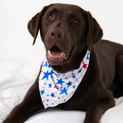 Full Family Matching|Family Matching<Little Sleepies Pet Bandana Bright Stars